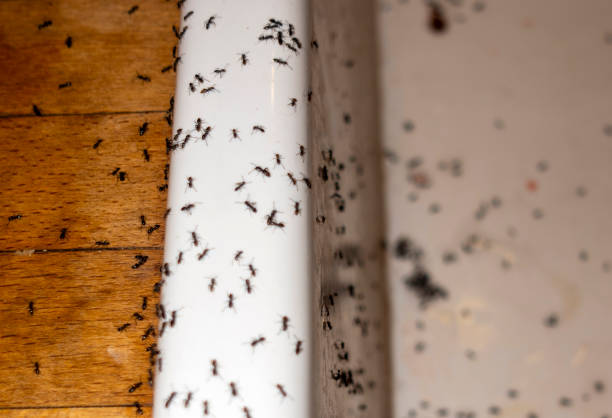 Best Pest Removal Services  in Delhi, CA